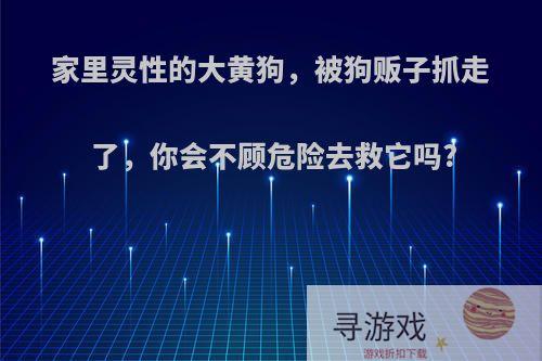 家里灵性的大黄狗，被狗贩子抓走了，你会不顾危险去救它吗?