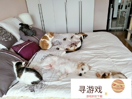 成为猫奴是一种什么体验?(成了猫奴是什么意思)